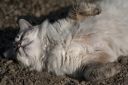 Nom du fichier=_chat.jpg
Taille du fichier=450Ko
Dimensions : 1000x667
Ajouté le : 12 Septembre 2014 _chat.jpg