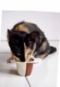 Nom du fichier=chat_5B1280x7685D_5B1280x7685D_5B1024x7685D.jpg
Taille du fichier=77Ko
Dimensions : 706x1024
Ajouté le : 24 Juillet 2018 chat_5B1280x7685D_5B1280x7685D_5B1024x7685D.jpg