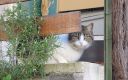 Nom du fichier=chat~1.jpg
Taille du fichier=382Ko
Dimensions : 1000x630
Ajouté le : 27 Février 2014 chat~1.jpg