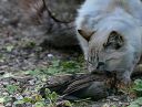 Nom du fichier=chat~4.jpg
Taille du fichier=805Ko
Dimensions : 1000x759
Ajouté le : 18 Juin 2016 chat~4.jpg