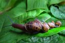 Nom du fichier=escargot__.jpg
Taille du fichier=717Ko
Dimensions : 1000x667
Ajouté le : 16 Octobre 2020 escargot__.jpg