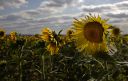 Nom du fichier=fini_5181.jpg
Taille du fichier=547Ko
Dimensions : 1000x635
Ajouté le : 18 Juin 2016 fini_5181.jpg