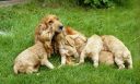 Nom du fichier=img604_1000.jpg
Taille du fichier=542Ko
Dimensions : 1000x602
Ajouté le : 21 Avril 2016 img604_1000.jpg