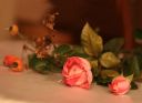 Nom du fichier=rose.jpg
Taille du fichier=182Ko
Dimensions : 1200x880
Ajouté le : 07 Mars 2013 rose.jpg