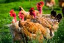 Nom du fichier=poules.jpg
Taille du fichier=214Ko
Dimensions : 900x601
Ajouté le : 04 Mai 2012 poules.jpg