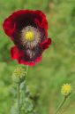 Nom du fichier=DSC00620-1.jpg
Taille du fichier=102Ko
Dimensions : 668x1000
Ajouté le : 05 Juin 2016 DSC00620-1.jpg