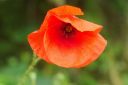 Nom du fichier=DSC00668.jpg
Taille du fichier=142Ko
Dimensions : 1000x668
Ajouté le : 03 Juillet 2016 DSC00668.jpg
