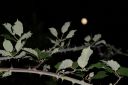 Nom du fichier=DSC01884.JPG
Taille du fichier=142Ko
Dimensions : 1000x669
Ajouté le : 04 Janvier 2016 DSC01884.JPG