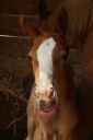 Nom du fichier=DSC02132.jpg
Taille du fichier=118Ko
Dimensions : 667x1000
Ajouté le : 07 Mai 2017 DSC02132.jpg