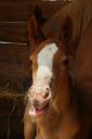 Nom du fichier=DSC02133.jpg
Taille du fichier=118Ko
Dimensions : 667x1000
Ajouté le : 07 Mai 2017 DSC02133.jpg