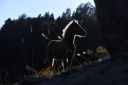 Nom du fichier=cheval_de_lumiere_resultat.jpg
Taille du fichier=60Ko
Dimensions : 1200x801
Ajouté le : 26 Mars 2025 cheval_de_lumiere_resultat.jpg