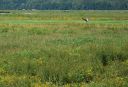 Nom du fichier=DSC_2614r.jpg
Taille du fichier=774Ko
Dimensions : 1000x683
Ajouté le : 12 Juin 2016 DSC_2614r.jpg