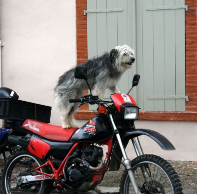 moto chien
GILBERT
