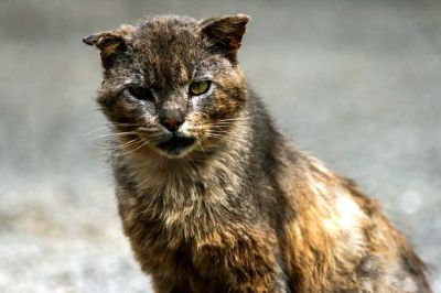 CHAT PITRE
GILBERT

