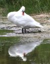 Nom du fichier=IMG_9782_reflets_1.jpg
Taille du fichier=689Ko
Dimensions : 781x1000
Ajouté le : 06 Avril 2020 IMG_9782_reflets_1.jpg