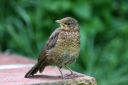 Nom du fichier=IMG_CP_9700.jpg
Taille du fichier=497Ko
Dimensions : 1000x667
Ajouté le : 17 Juin 2016 IMG_CP_9700.jpg