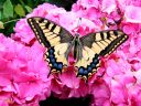 Nom du fichier=Papillon.jpg
Taille du fichier=916Ko
Dimensions : 1000x750
Ajouté le : 19 Juin 2016 Papillon.jpg