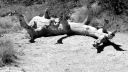 Nom du fichier=DSC_1412christian_B_01.JPG
Taille du fichier=615Ko
Dimensions : 1000x570
Ajouté le : 16 Février 2018 DSC_1412christian_B_01.JPG