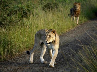 Betty
Dans la savane
