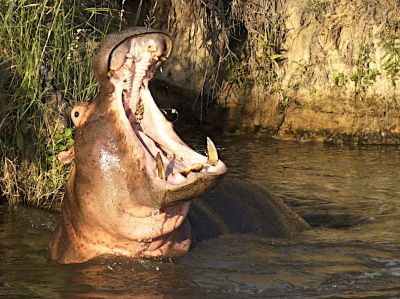 Betty
Le bâillement de l'hippopotame

