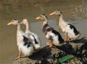 Nom du fichier=Canard_28229.JPG
Taille du fichier=116Ko
Dimensions : 722x535
Ajouté le : 12 Mars 2022 Canard_28229.JPG