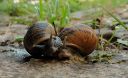 Nom du fichier=EscargotR.jpeg
Taille du fichier=951Ko
Dimensions : 1200x738
Ajouté le : 25 Juin 2023 EscargotR.jpeg