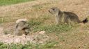 Nom du fichier=Marmottes_1RED.JPG
Taille du fichier=989Ko
Dimensions : 1200x669
Ajouté le : 06 Octobre 2022 Marmottes_1RED.JPG