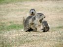 Nom du fichier=Marmottes_RED.jpeg
Taille du fichier=913Ko
Dimensions : 1200x900
Ajouté le : 06 Octobre 2022 Marmottes_RED.jpeg