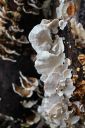 Nom du fichier=Catherine_-_Chenille_a_champignons.JPG
Taille du fichier=120Ko
Dimensions : 800x1200
Ajouté le : 24 Avril 2025 Catherine_-_Chenille_a_champignons.JPG