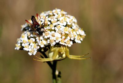 DSC_2165_0039_Araignee_crabe_28Misumena_vatia29_-_Thomisides_15590.JPG