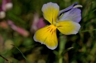 Gilbert P.
Trio de couleurs
