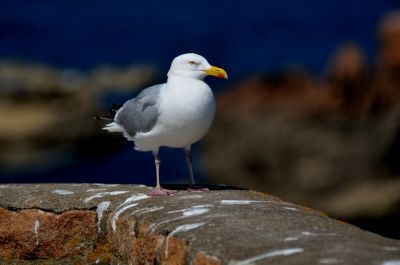 GoÃ©land ArgentÃ© au Phare du Paon
