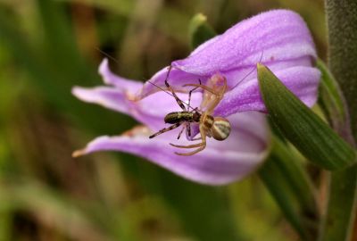 DSC_8571_0037_Thomise_variable_28Misumena_vatia29__-_Thomisides_15591.JPG