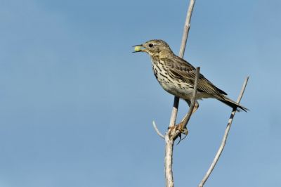 Gilbert P.
Le Pipit farlouse est un petit passereau brun au plumage rayÃ©, un vague sourcil clair surmonte l'oeil, la calotte est finement striÃ©e. Ensuite le manteau en plumage neuf est nettement striÃ© en long. Enfin, les pattes sont pÃ¢les, le plus souvent roses Ã  rosÃ¢tres
