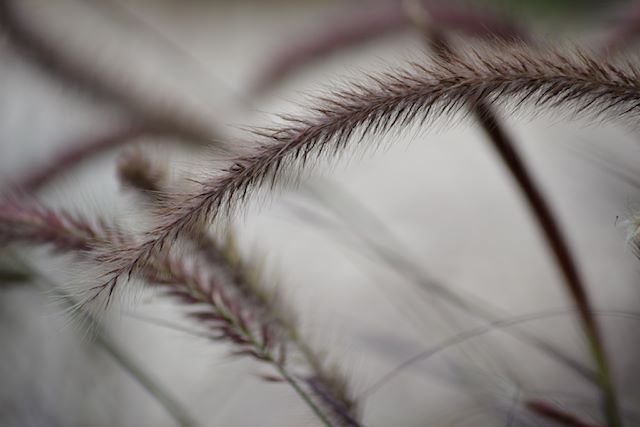 DSC_0097.jpg